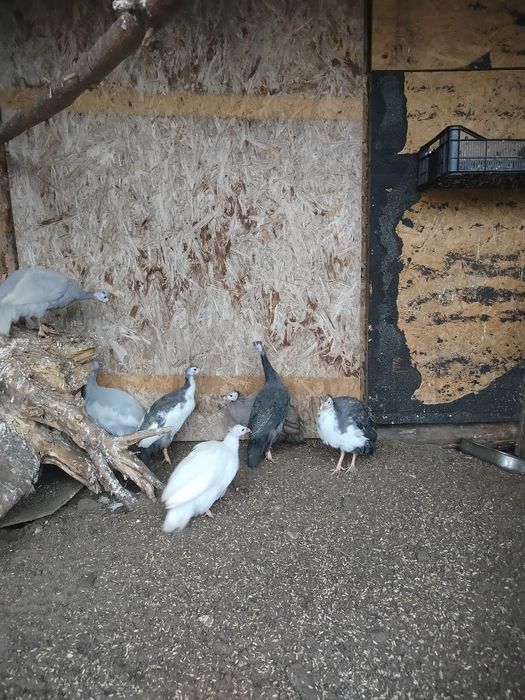 Perliczki perlice młode