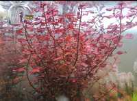 Ludwigia mini super red