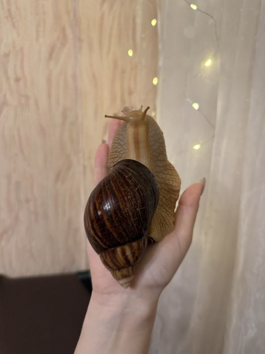 Косметичні равлики Ахатини