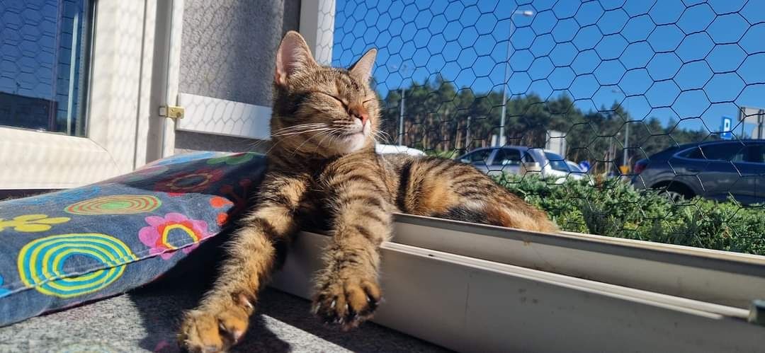 Eshka kochana kotka do adopcji!