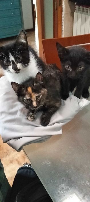 Gatos para adoção em Guimarães