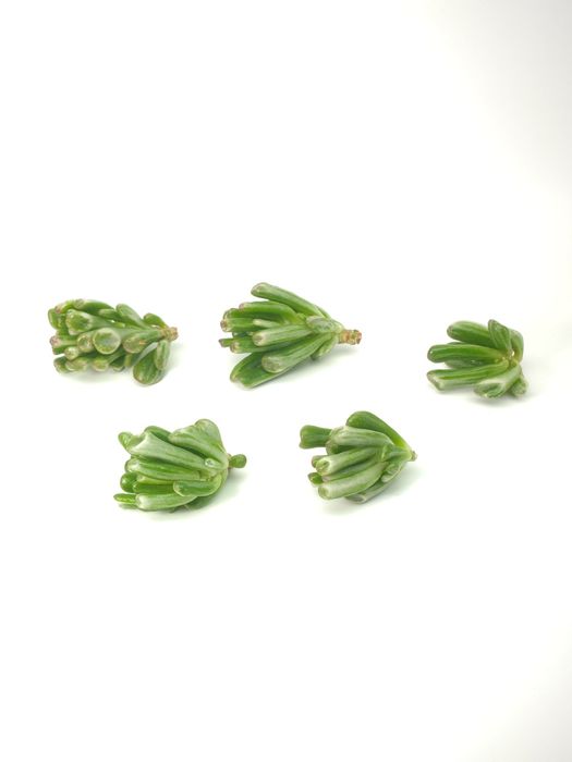 Красула, грошове дерево, толстянка, денежное дерево