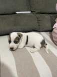 Filho de jack russel