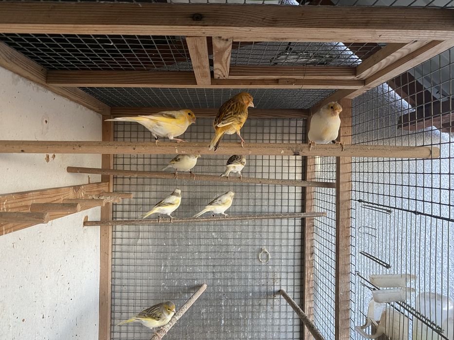 Kanarki samce samice