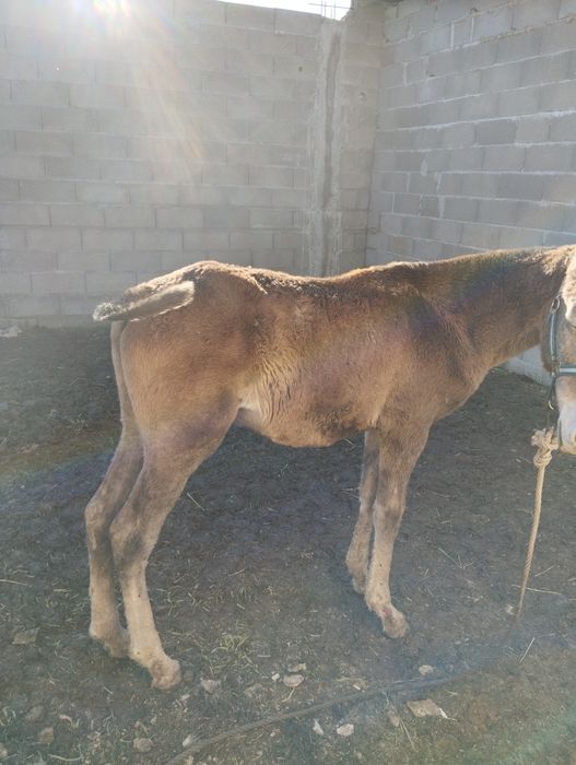 Poldro lusitano oportunidade