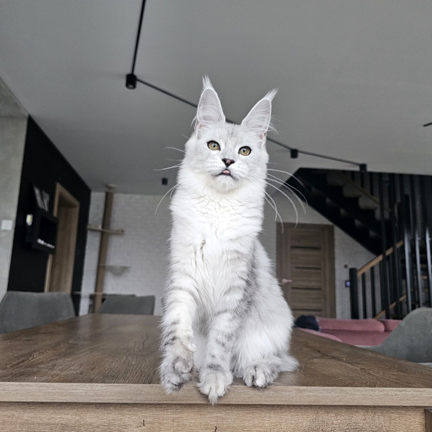 koteczka Maine coon rodowód fpl FIFe do hodowli