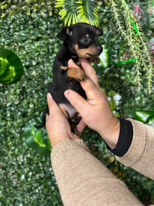 Pinscher preto afogueado machocho