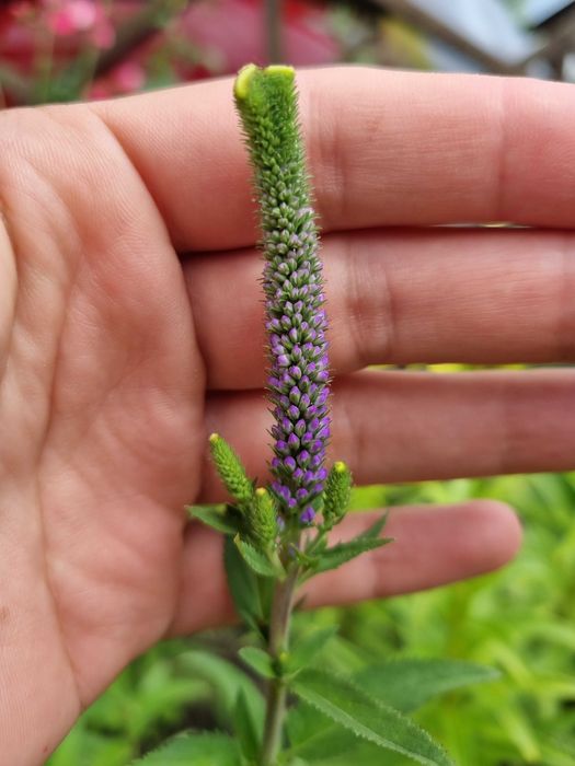 Саженцы цветы квіти саджанці