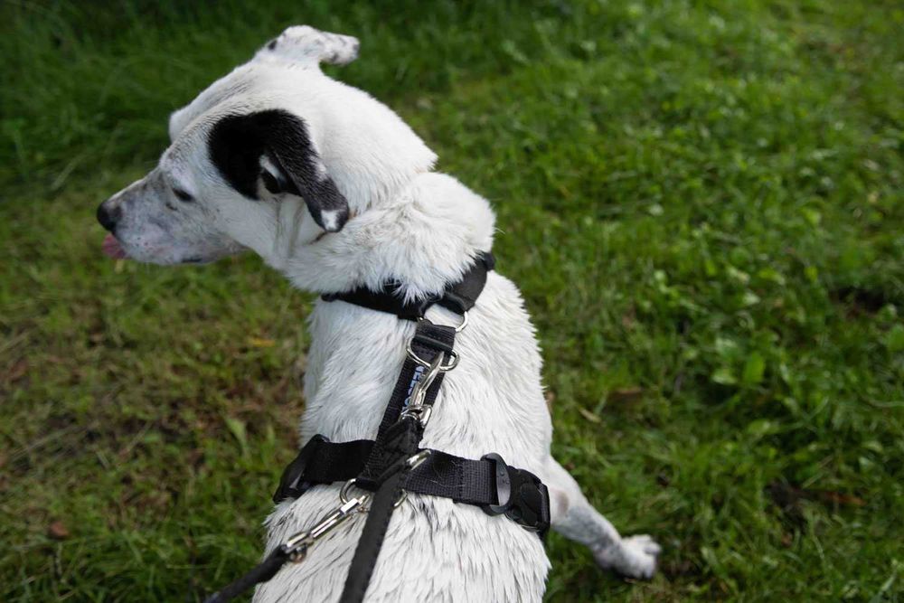 Szelki Guard dla psa NELSON-X duo jakość ROZ. L polski produkt jakość