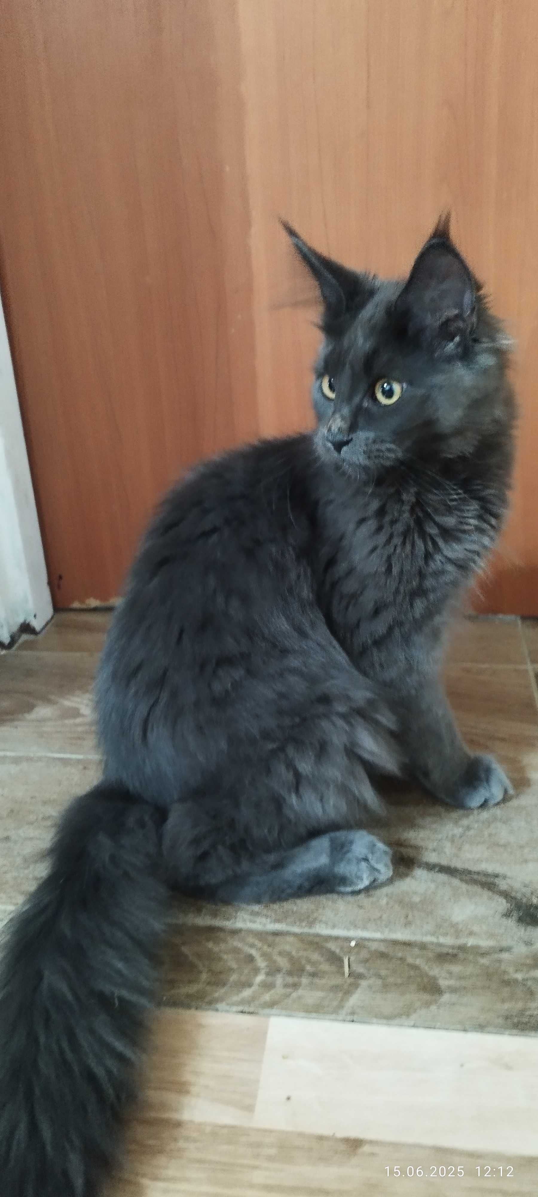 Maine Coon kocięta