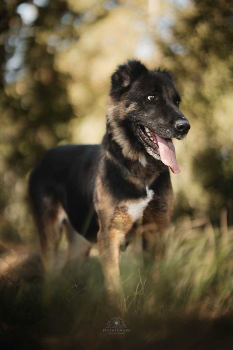 Zora w typie owczarek niemiecki Adoptuj słodziaka