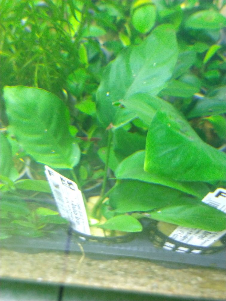 Rośliny akwariowe/roślina do akwarium/Anubias Barteri/Anubiasy