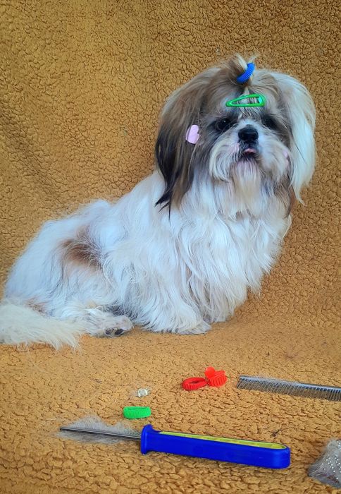 Чекають ши-тцу вже  підрощені-вже залишилося двоє-дівчинка і хлопчик