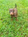 Pinscher chocolate macho