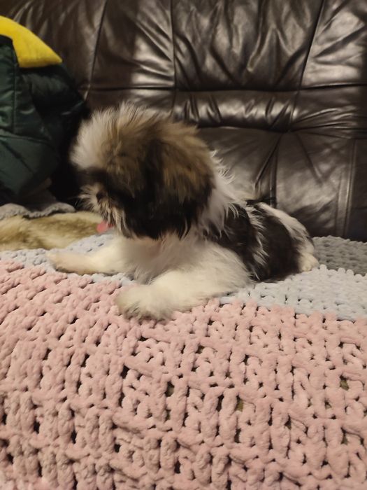 Shihtzu tricolor piesek