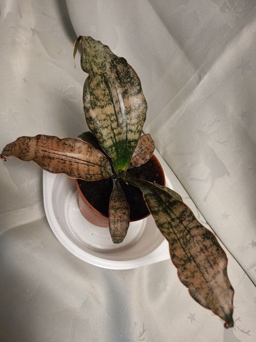 Сансивирія фаваріт,