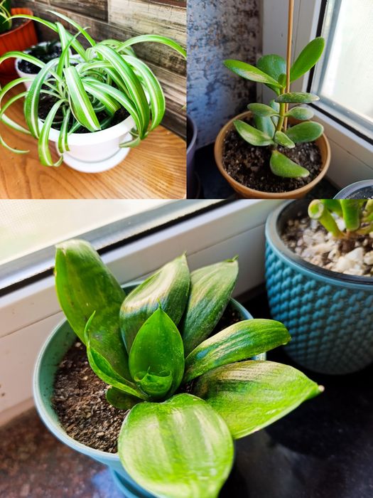 Кімнатні квіти сансев'єрія, грошове дерево, хлорофітум