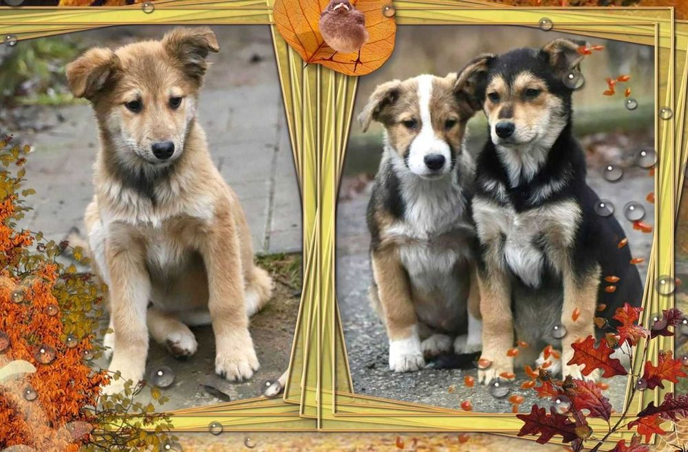 віддам цуценят цуциків щенков привиті від війскових