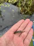 Vendo fundulus cingulatus
