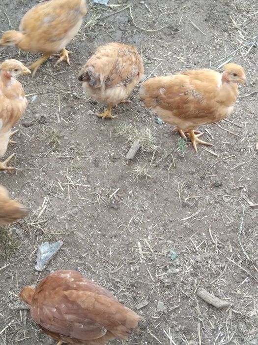 Vendo galinhas poedeiras pequenas