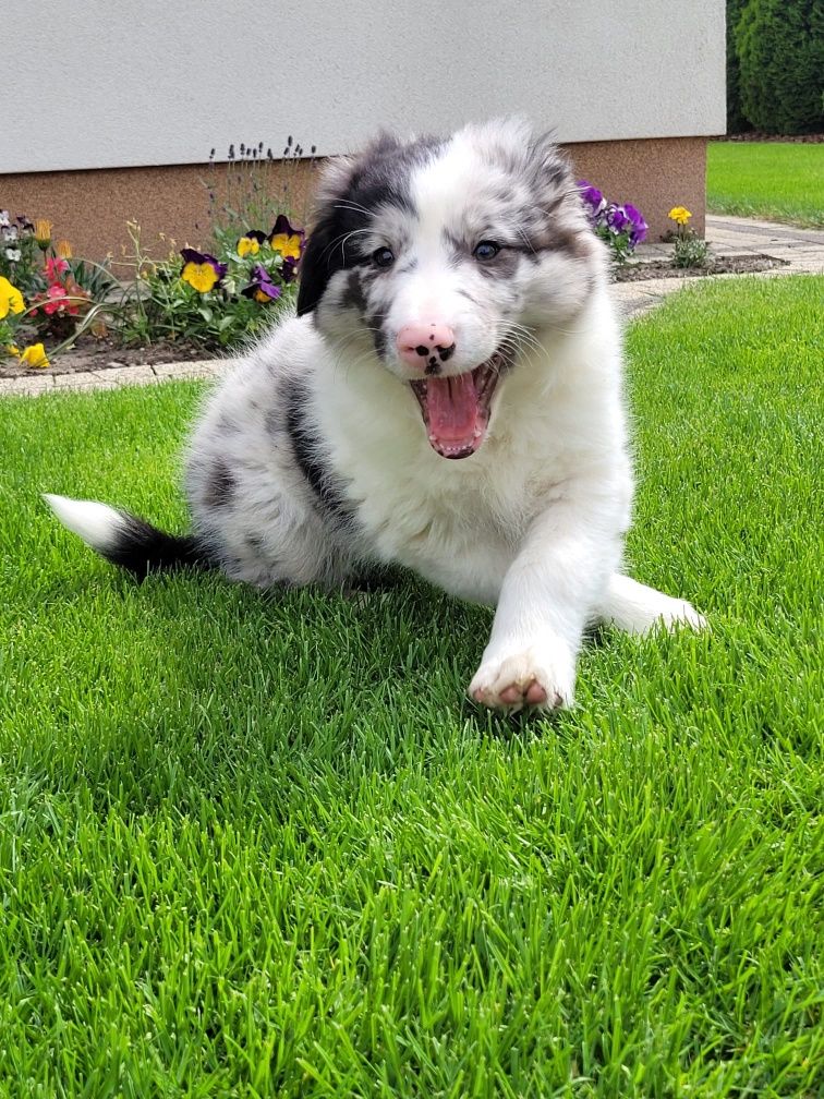 Border Collie piesek