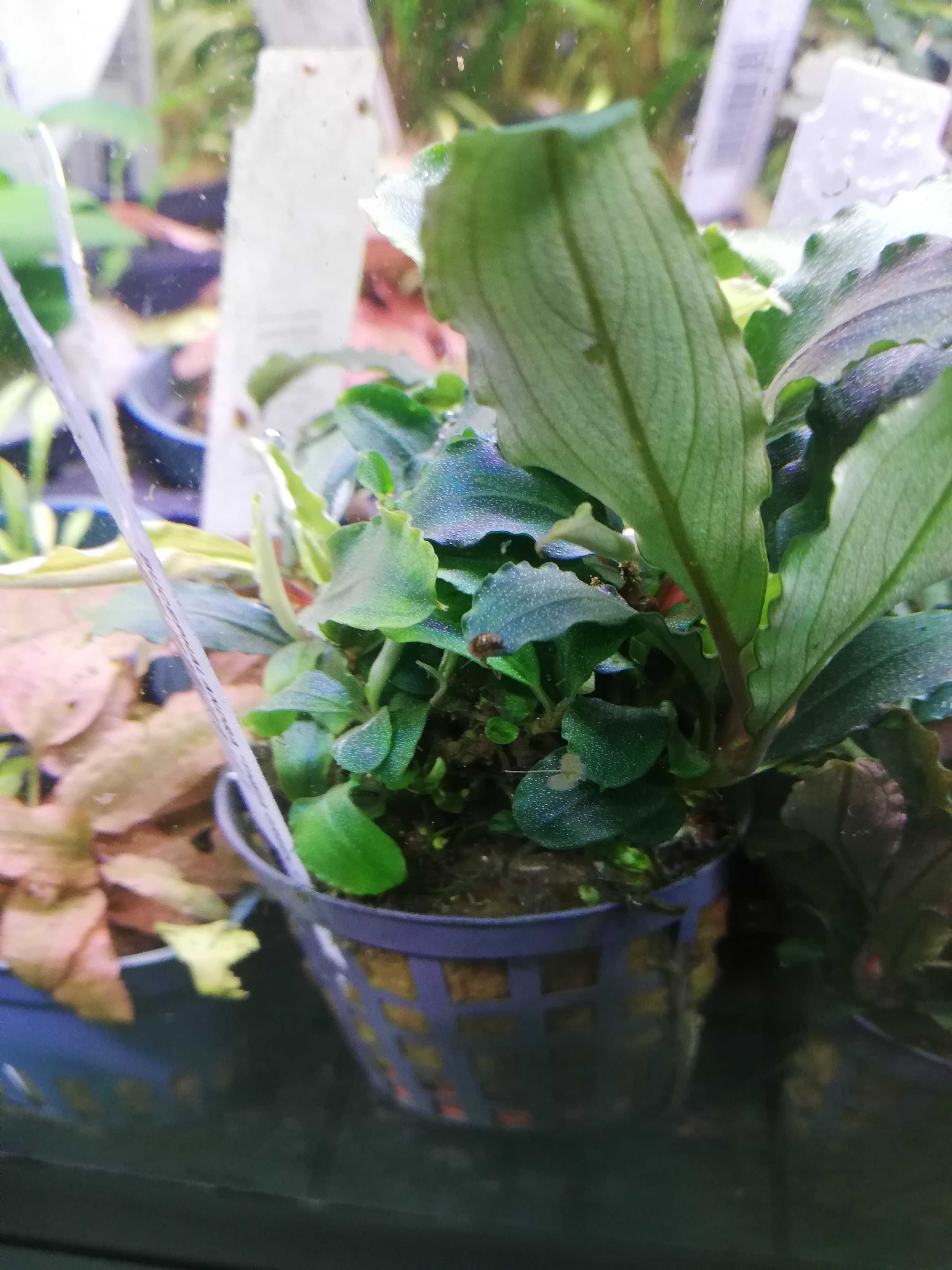 Bucephalandra sp. - różne odmiany - AQUASZOP