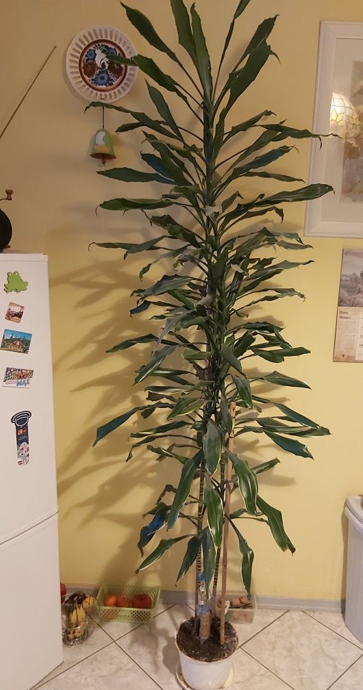 Dracena wonna ponad 2m