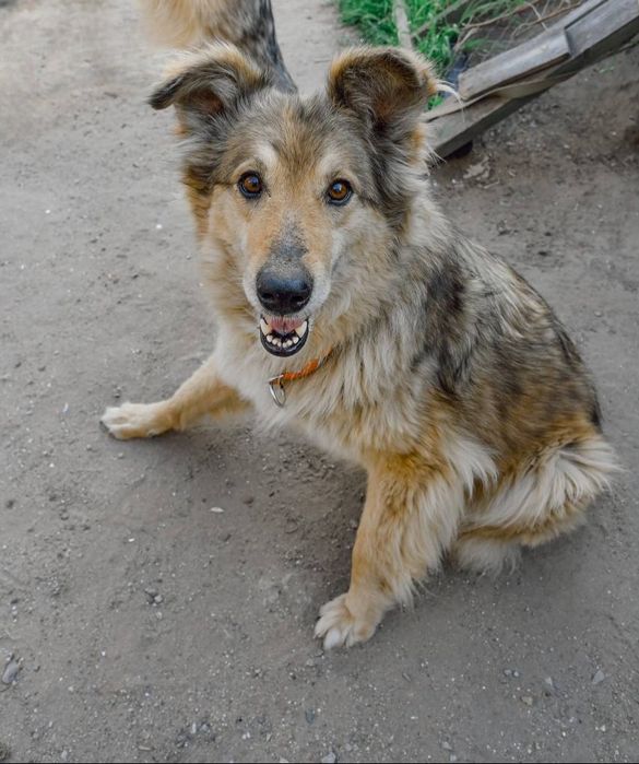 Отдам даром в добрые руки собачек