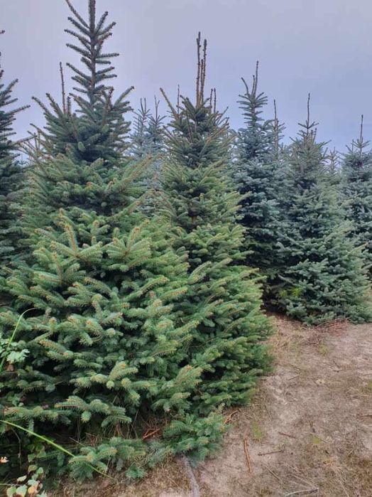 Świerk klujacy srebrny cięty jako choinka picea pungens 1,5-3m