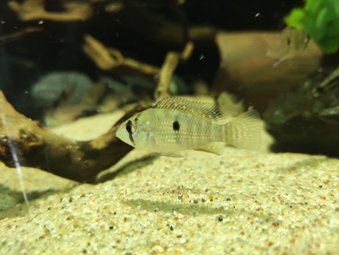 Ziemiojady brazylijskie Geophagus brasiliensis