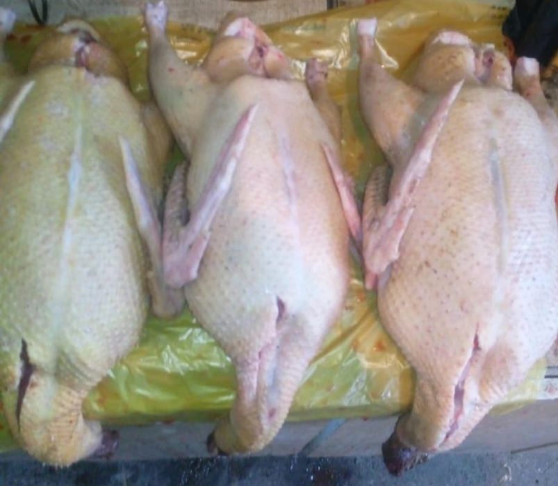 Tuszki kaczki francuskie