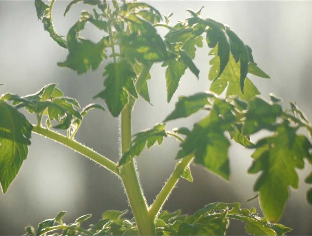 Cebolo, Couves, Batata da Semente, Tomate, Pepino,de tudo para plantar