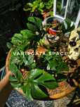 Duża Rhaphidophora tetrasperma monstera minima roślina do terrarium