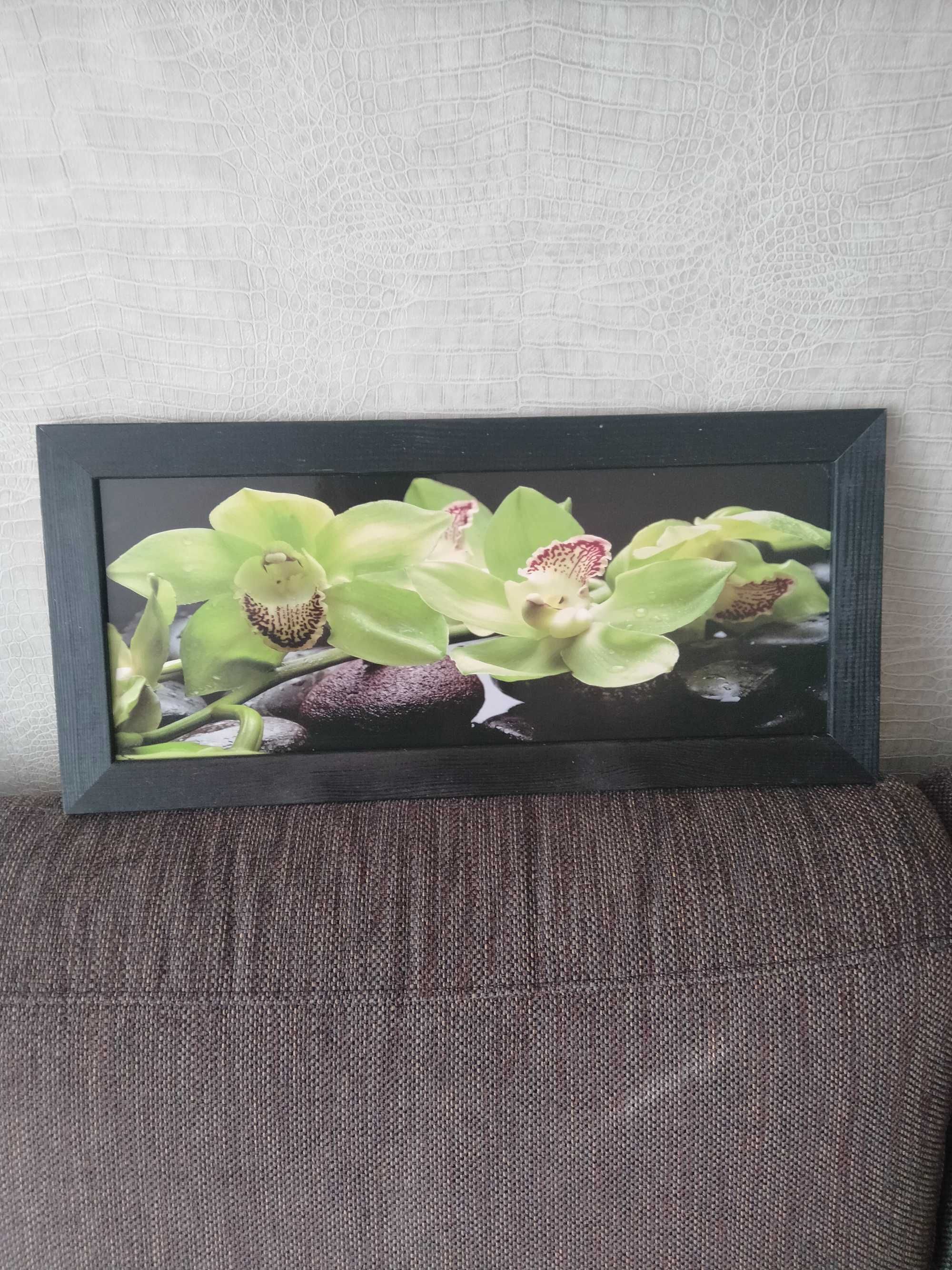 Obrazy storczyk orchidea bardzo bardzo pilne