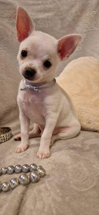 Piękny piesek Chihuahua