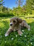 Maltipoo maltipu maltańczyk pudel toy red hybryda