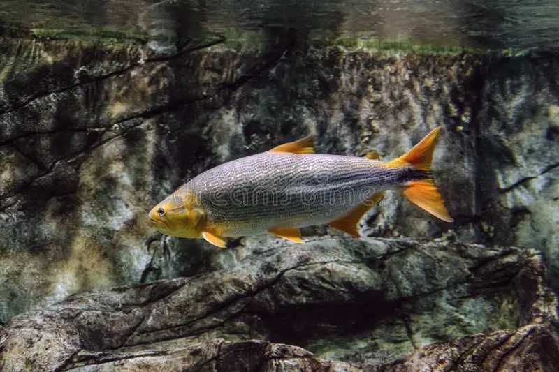 TABU GOLDEN DORADO Salminus maxilosus 43cm