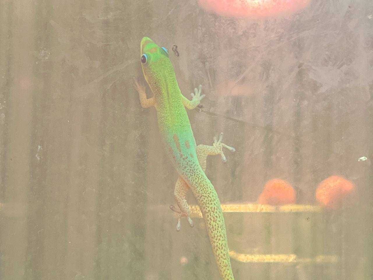 Геккон Phelsuma laticauda