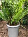 Feto para jardim Nephrolepis cordifolia