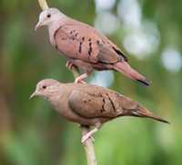 Casal rolas do brasil