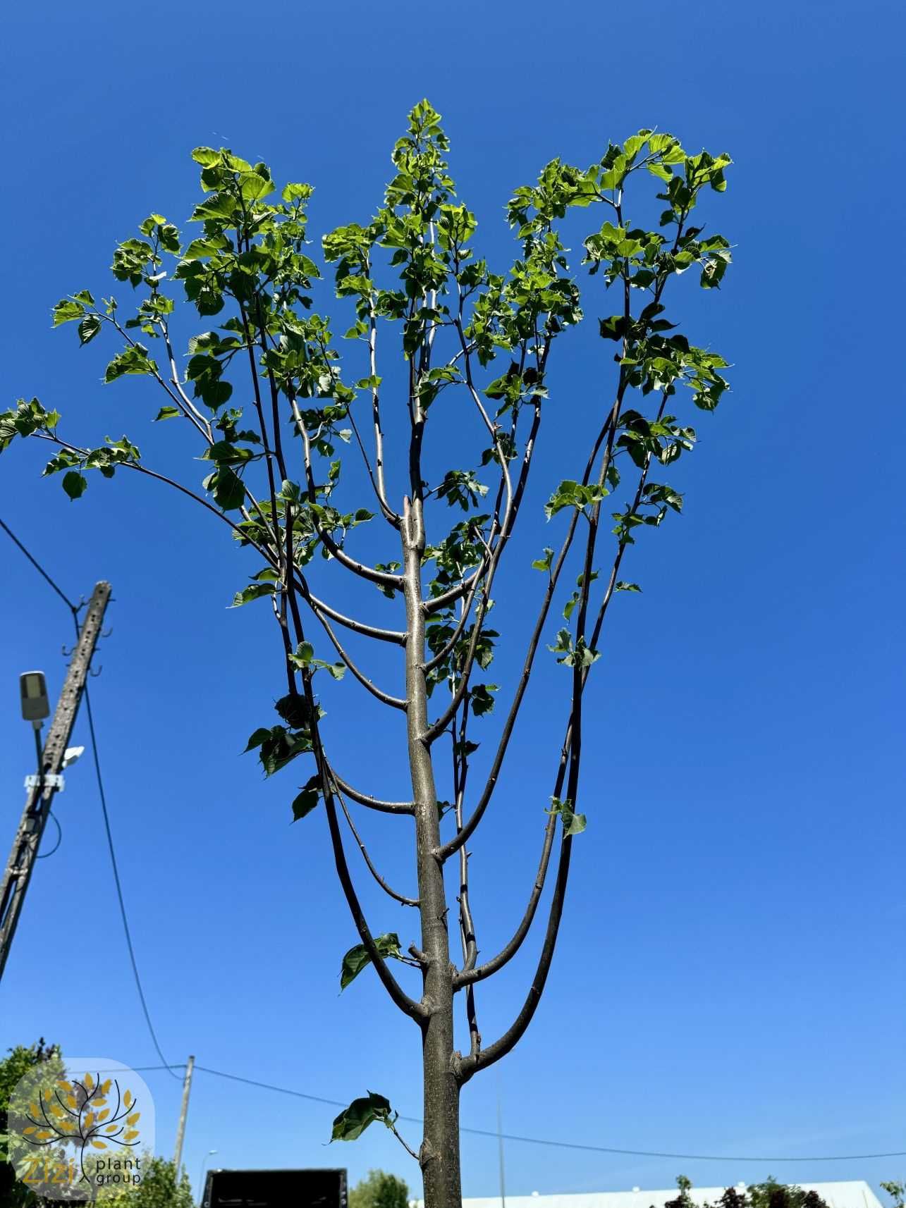 Tilia cordata Greenspire, Lipa drobnolistna, obwód 10-12cm, 200-250cm