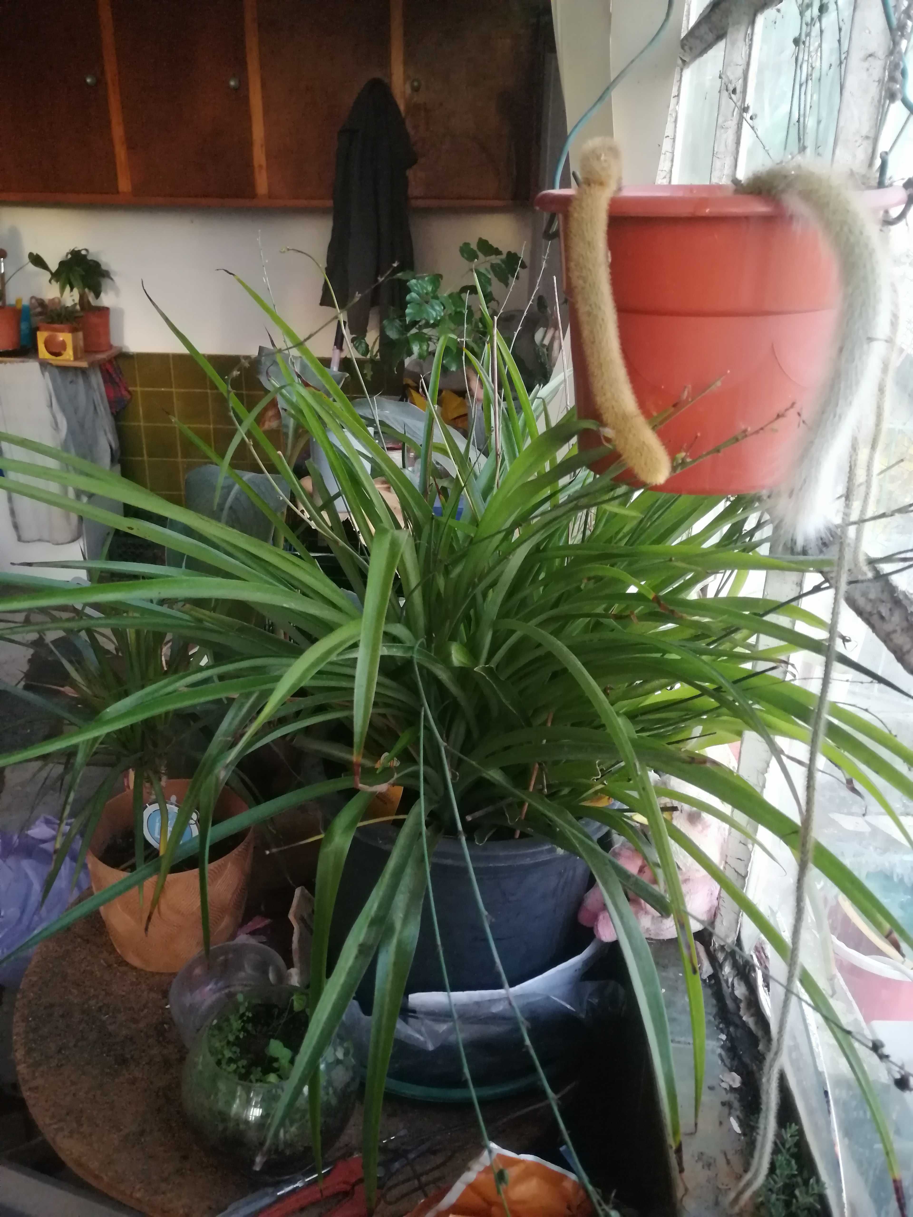 Planta Anthericum liliago