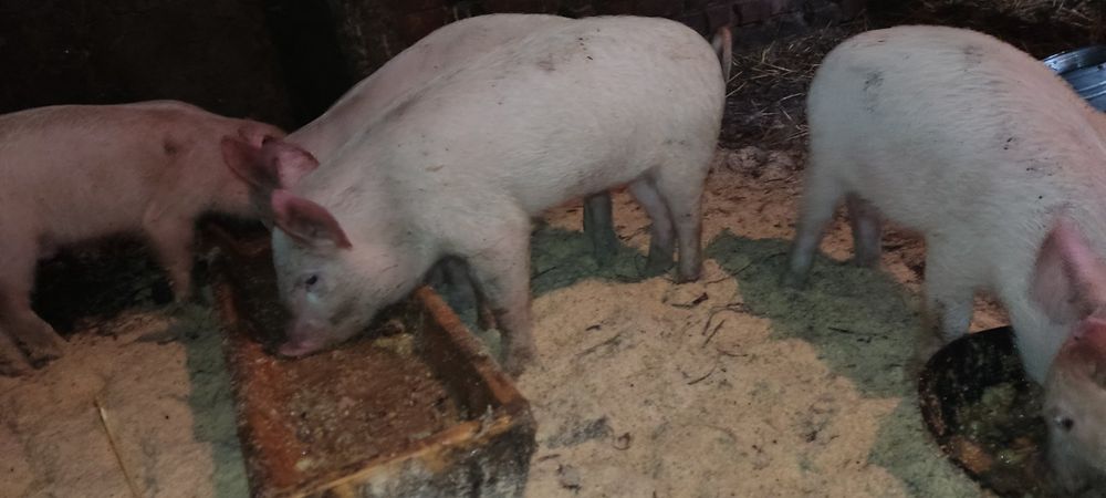 Поросята домашні