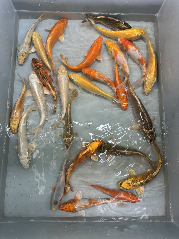 Karp koi ryby kolorowe karasie do oczka stawu narybek
