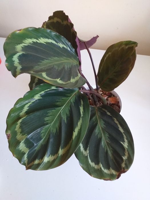 Calathea kalatea Medalion, marantowate roślina kwiat