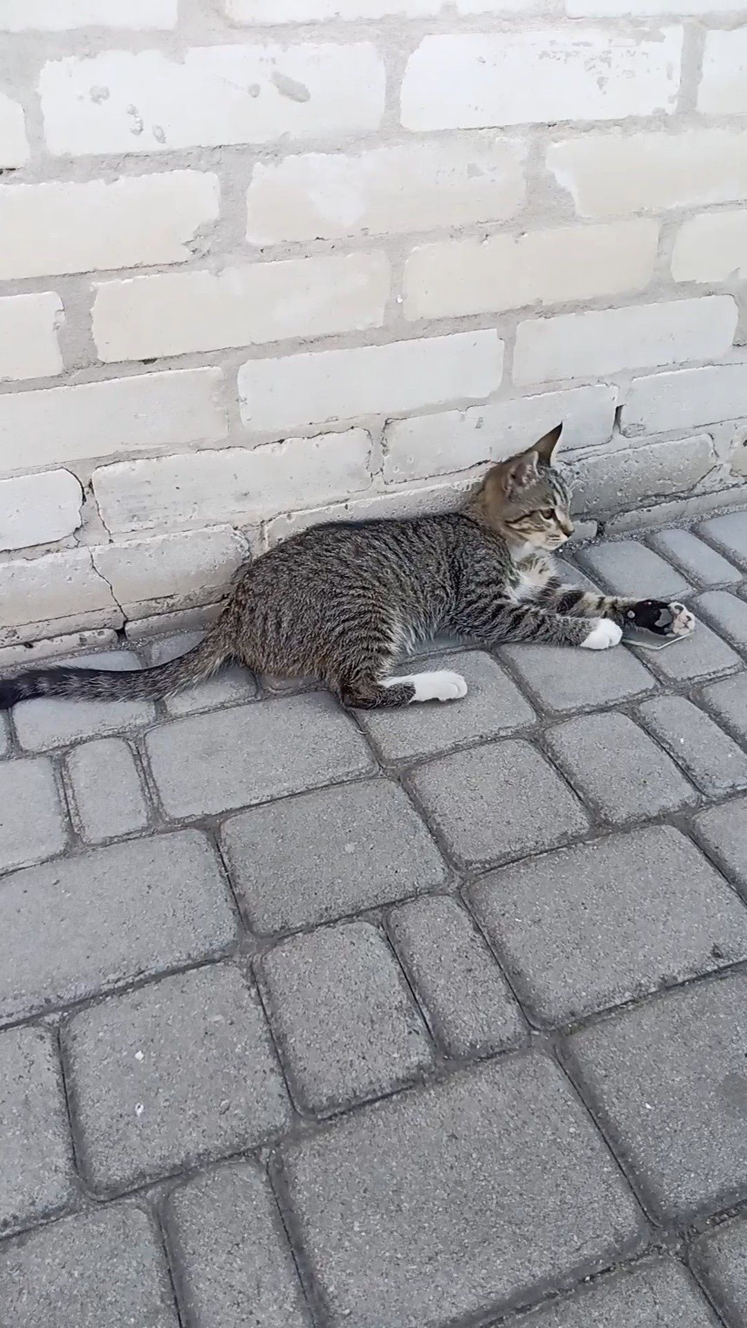 Віддам у надійні руки
