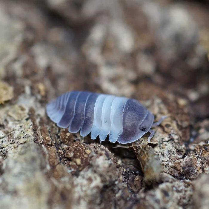 Isopods - Bichos da conta