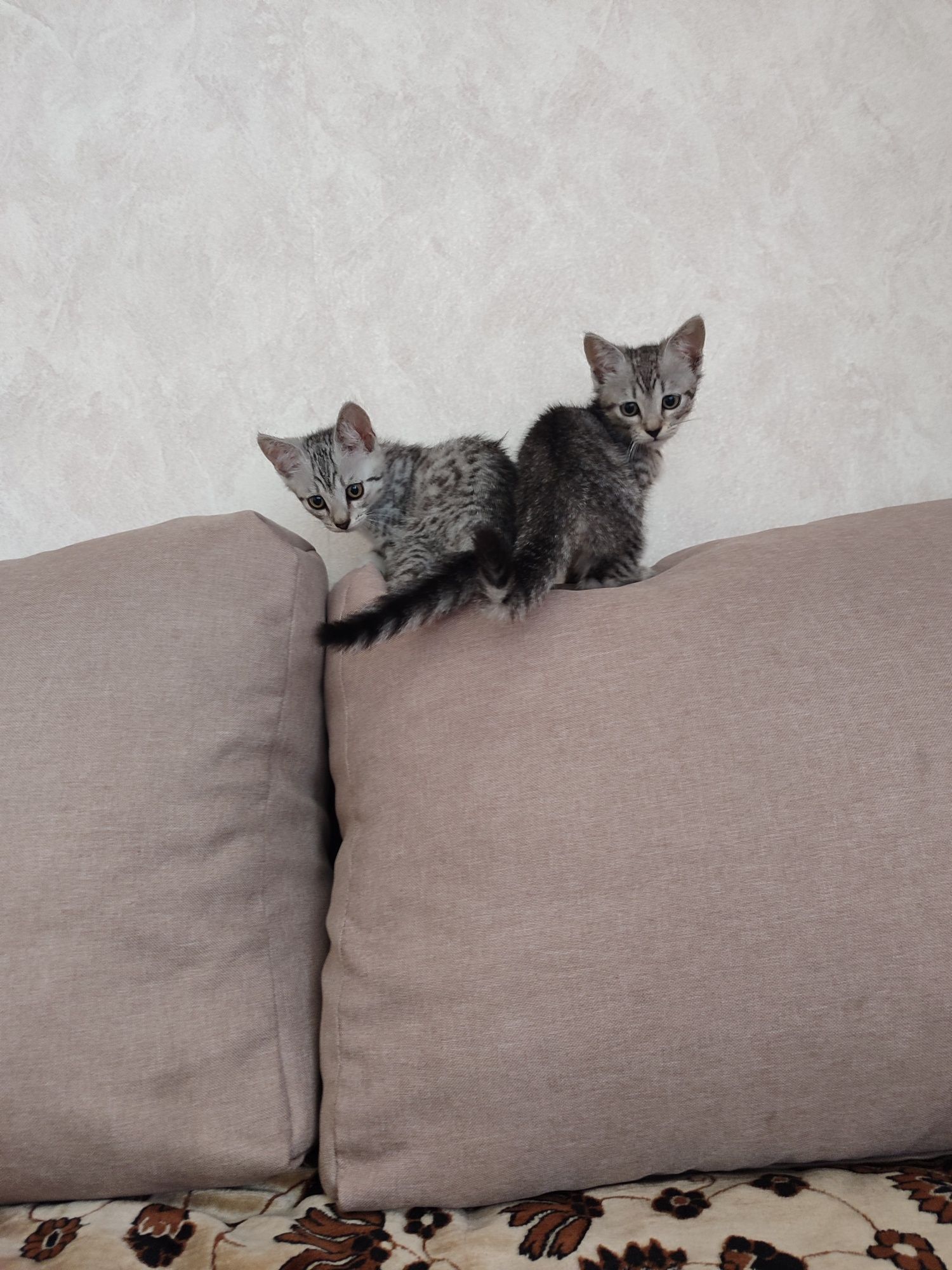 Кошенята(дівчатка)