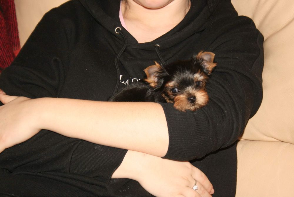 Щенки йоркширского терьера с питомника