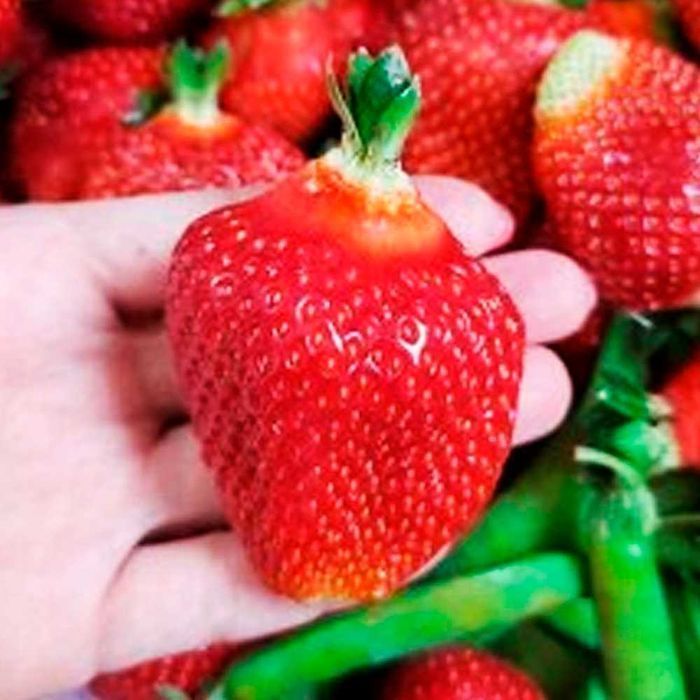 Саджанці Розсада Ремонтантної полуниці клубники (10 штук) Роздріб-Опт